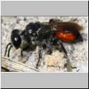 Astata sp - Grabwespe 01a 8mm mit Wanzenlarve - Sandgrube Niedringhaussee.jpg